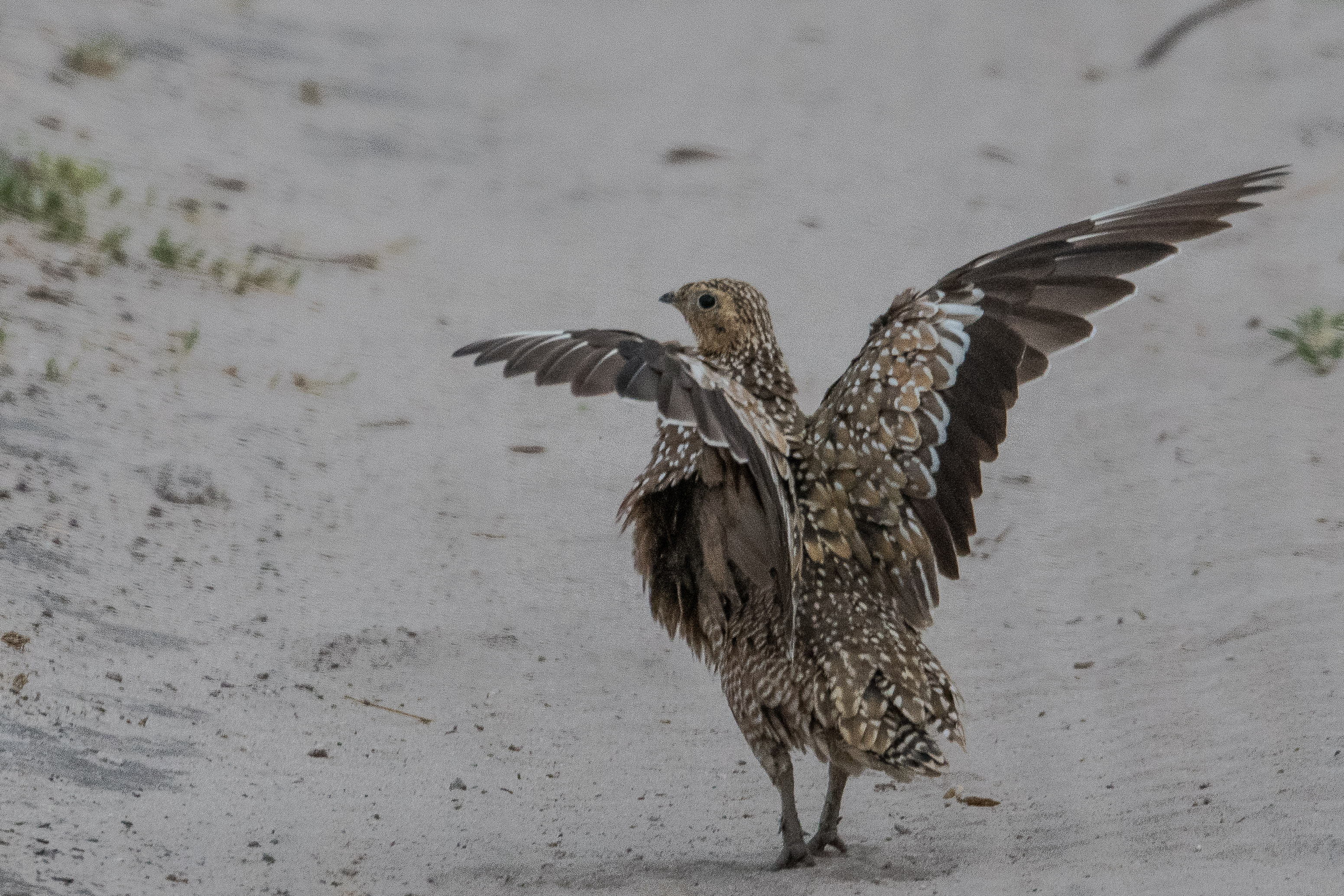 Ganga de Burchell (Burchell's sandgrouse, Pterocles burchelli), envol d'une femelle adulte, Kwando reserve, Delta de l'Okavango, Botswana.